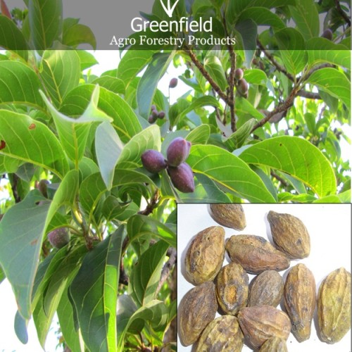 Harra  medicinal seeds ( terminalia chebula )